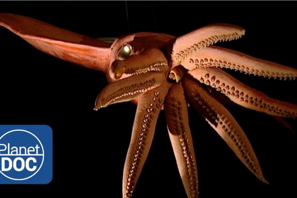 Kraken link