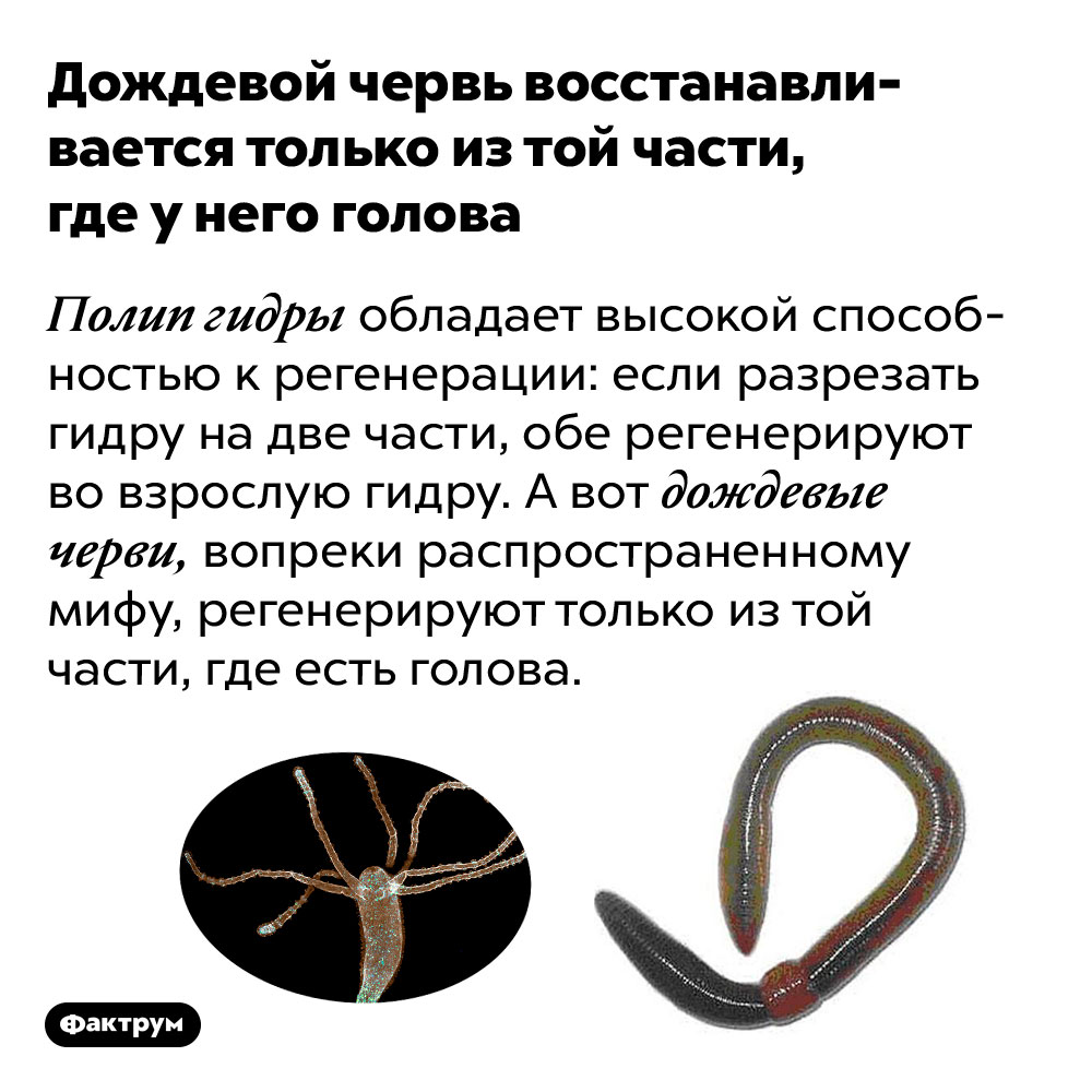 Площадки в даркнете